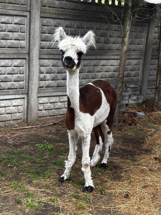 Sympatyczny samiec alpaki mini zoo spacery
