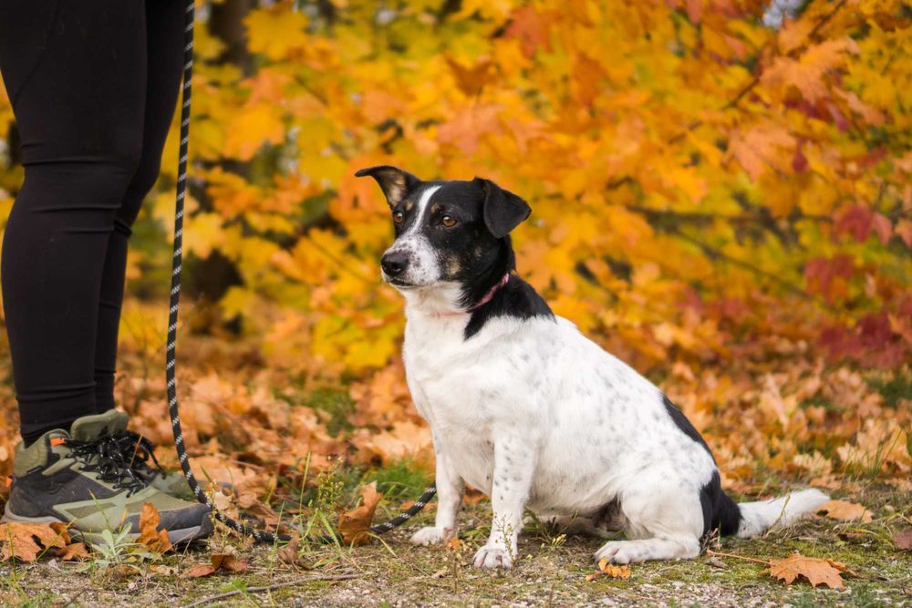 5 letnia Sila do adopcji!
