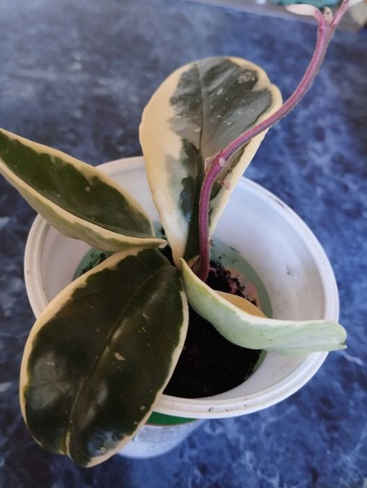 Продам Hoya Krimson Queen = Хойя Крімсон Квін