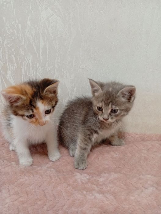 Котики в добрі руки