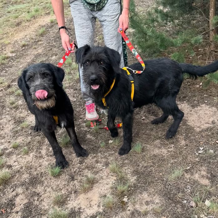 sznaucer – Psy – szczeniaki, dorosłe OLX Zwierzęta