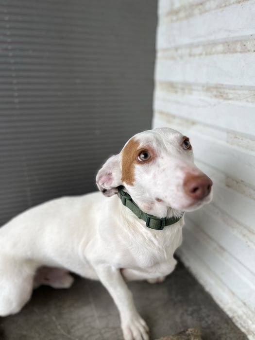 Benji- Um jovem cãozinho