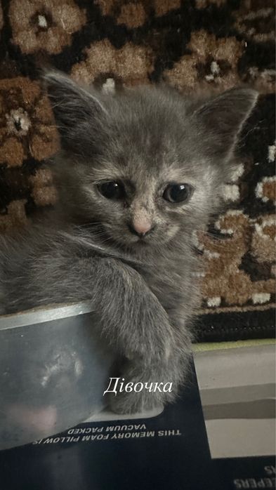 Віддаю котиків у добрі руки.