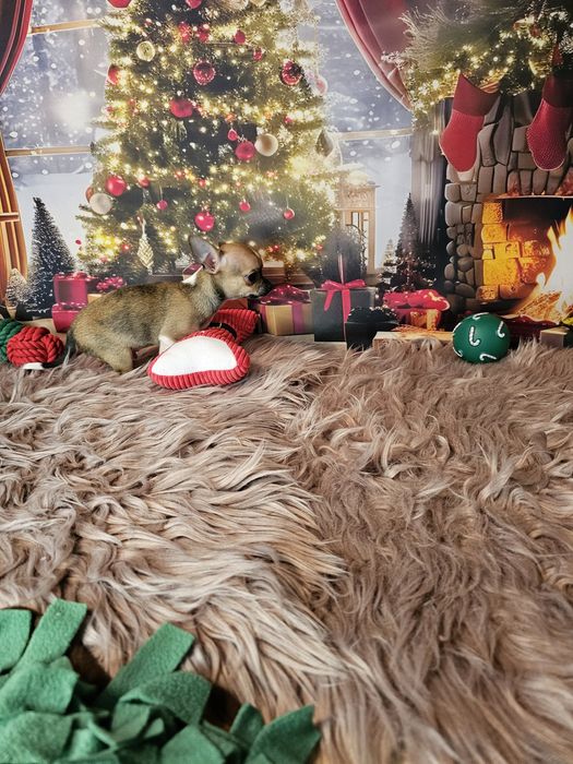 Chihuahua tricolor piesek xs