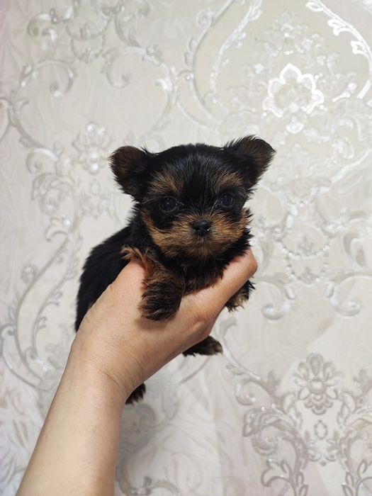 Микро       дети