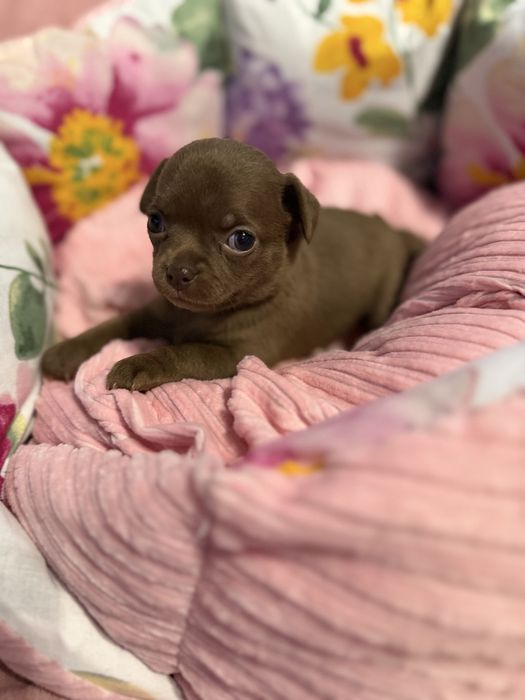 Dziewczynka chihuahua krótkowłosa