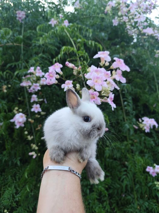 Coelhos anões bebés super meigos!