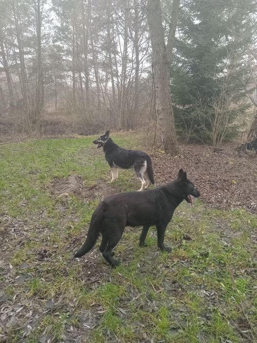 Східноєвропейська вівчарка