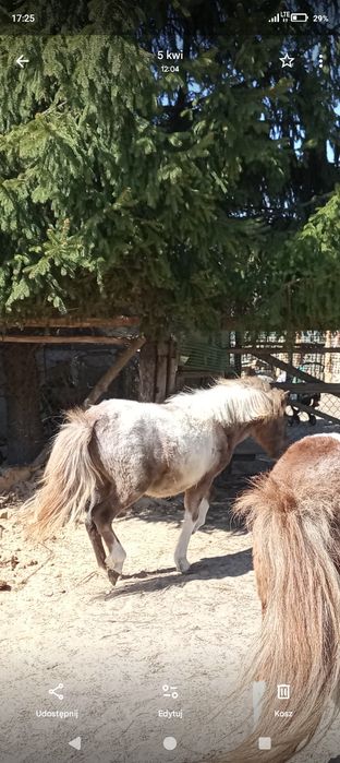 Kucyk Zenek z dokumentami