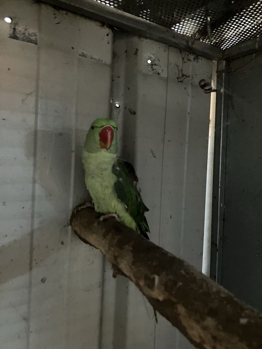 Grande alexandre e pionus sinilus