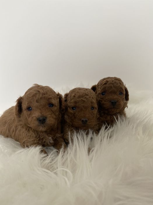 Продаються той-пудель  Івано-Франківськ