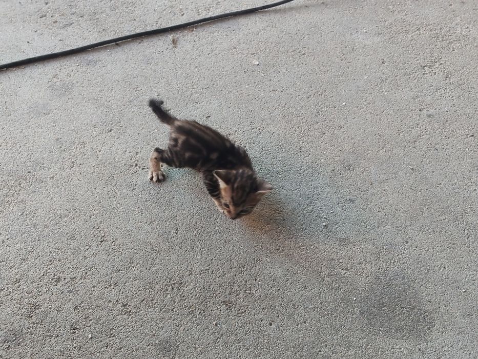 Gatinhos bebés para dar