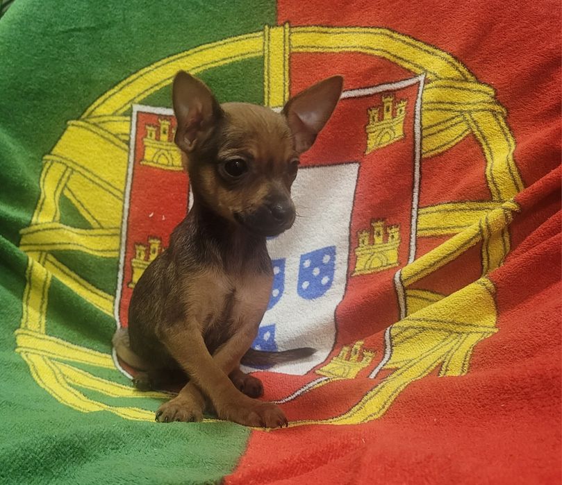 Pinscher miniatura femea