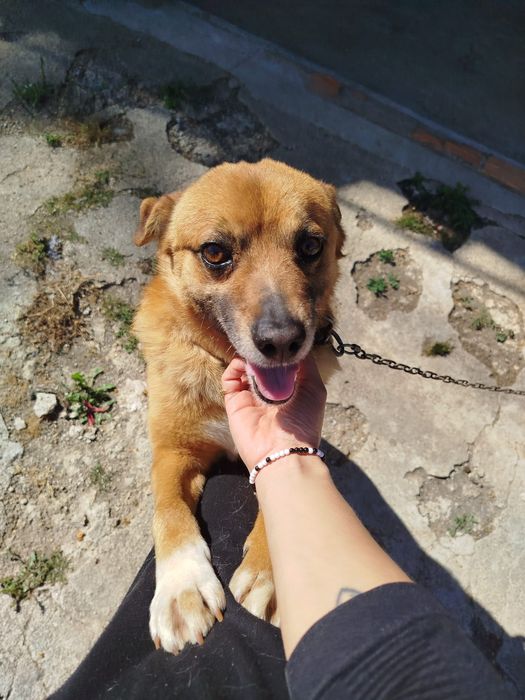 Cão meigo para adoção