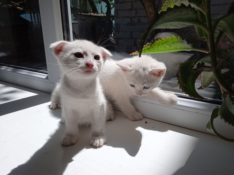 4 маленьких друга ищут семью