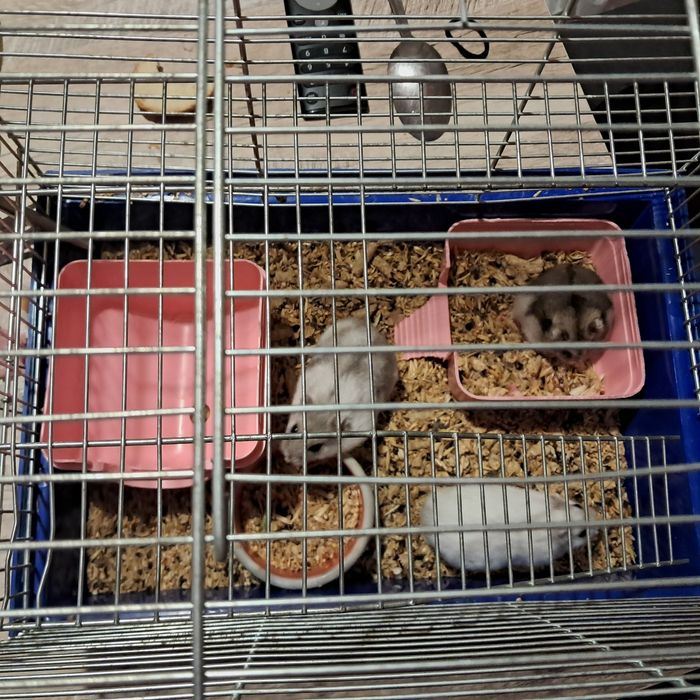 Продам хомяков с клеткой