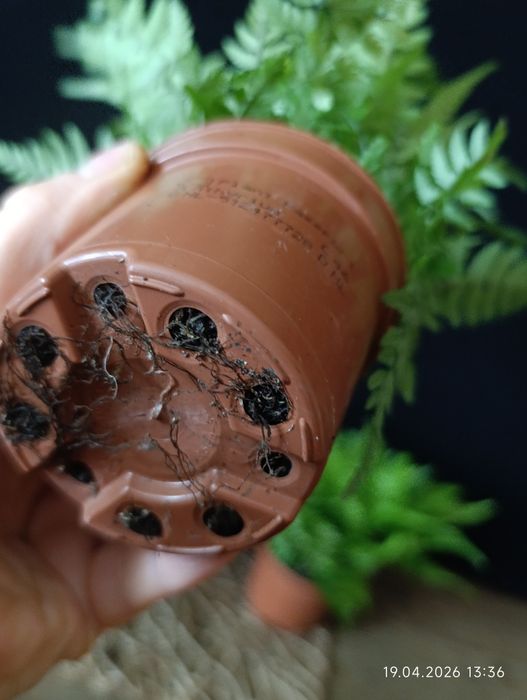 Папороть Атіріум (Athyrium),