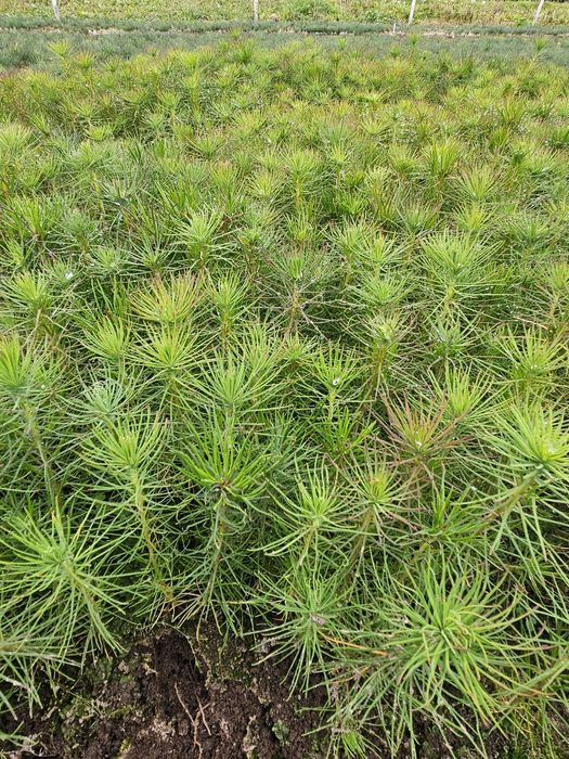Sosna wydmowa - jednoroczne sadzonki