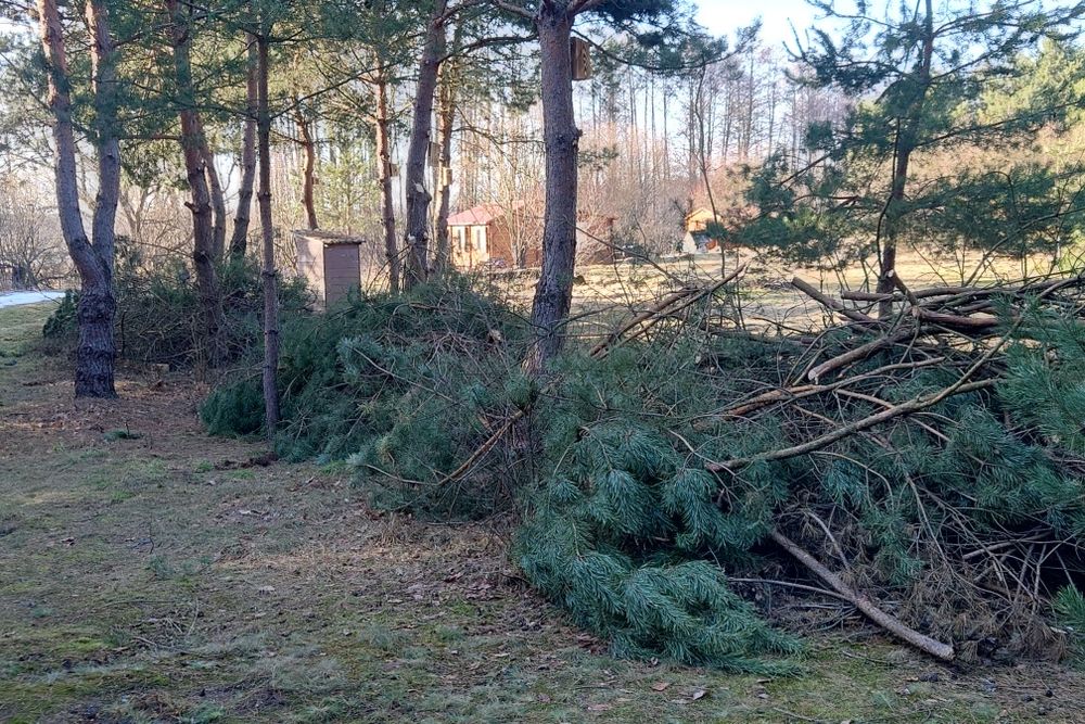 Gałęziówka iglasto-liściasta
