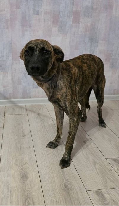 Отдам даром в добрые руки щенка