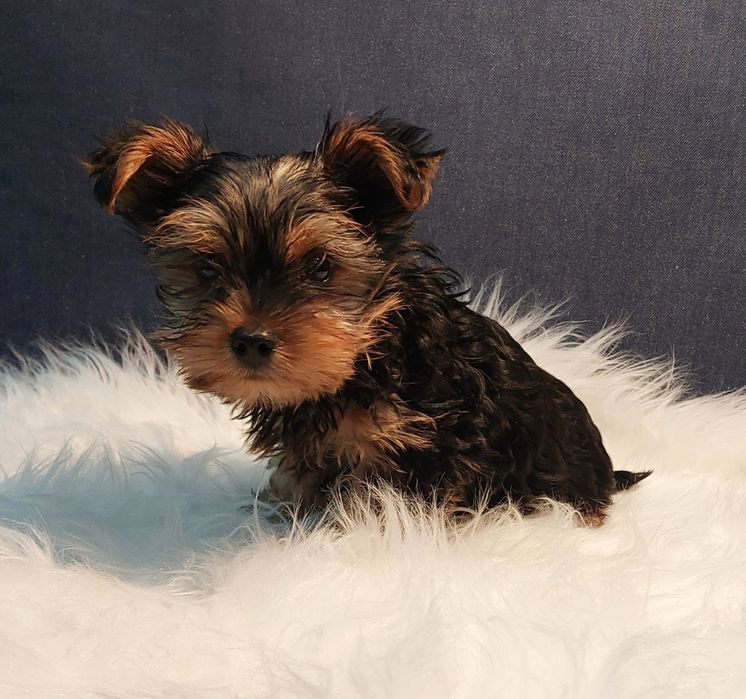 Yorkshire Terrier