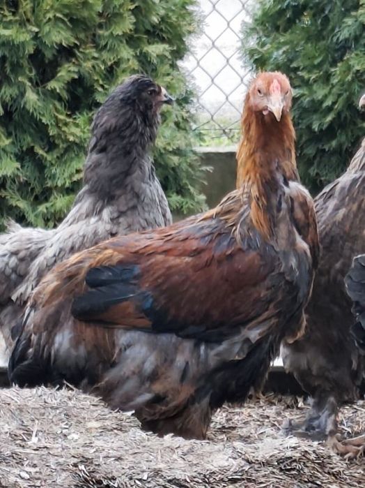 Młode koguty Brahmy olbrzymiej kuropatwiej