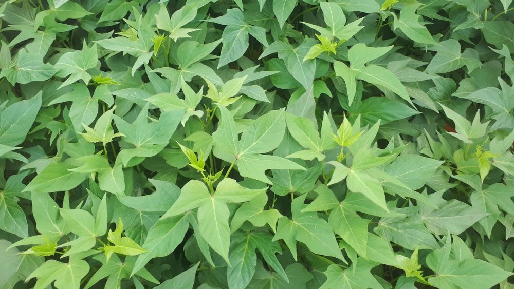 batata doce várias variedades limpas de vírus.