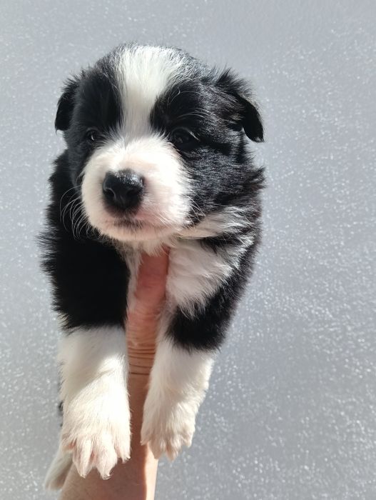 Border Collie linhagem de exposição