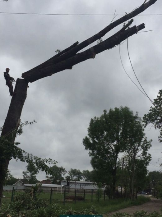 Зрізання дерева, зріз дерева , ремонт даху, висотні роботи