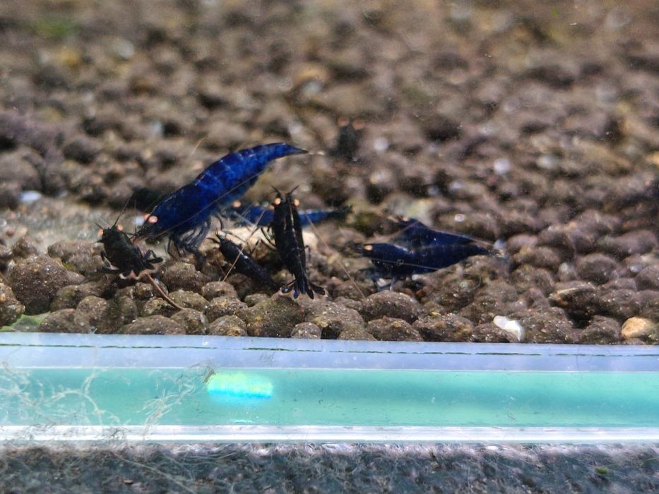 Krewetki Caridina Royal Blue Tiger OE