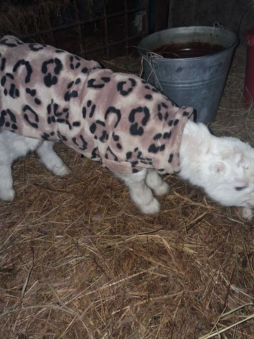 Продам( бронь) козочка, козеня від Ламанча