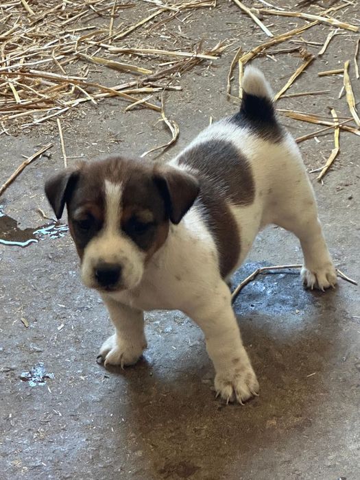 Jack russel  puro