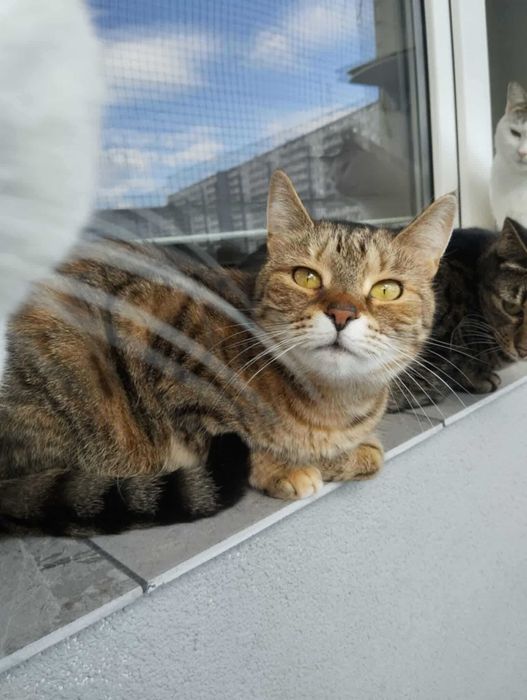 Halinka - kocia towarzyszka do zadań domowych