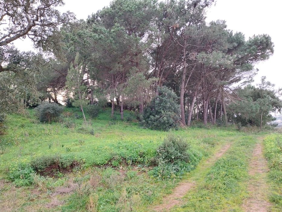 Terreno com árvores fruto