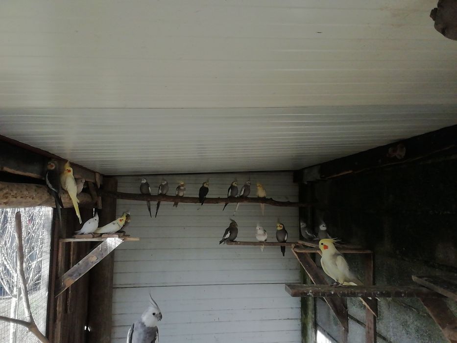 Várias caturras para cedência