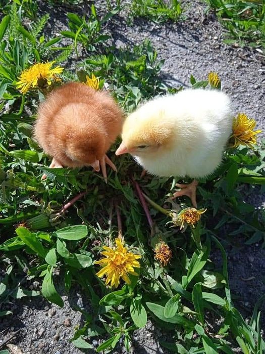 Продам курчат Ломан Браун петушки циплята півники