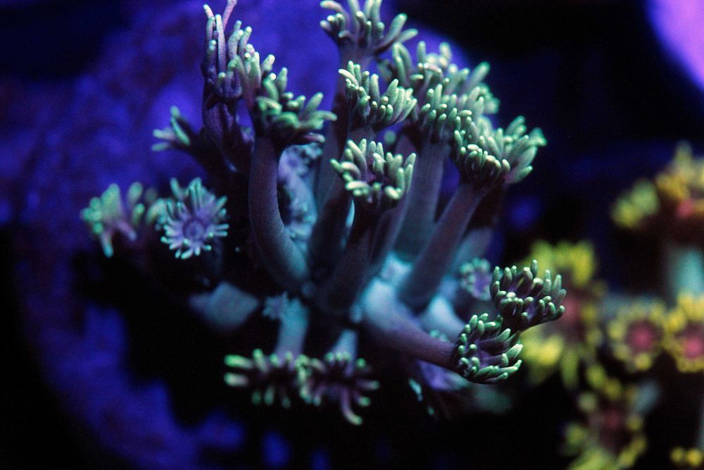 Goniopora Srebrzysta Fluo Długopolipowa  ok 2x2cm FLUOLAMPS.PL WYSYLKI