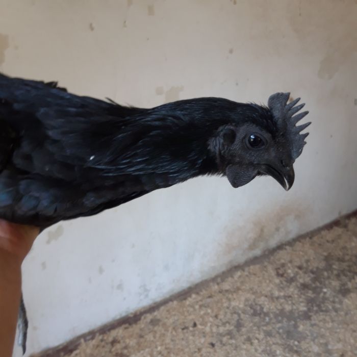 Ayam cemani  koguty