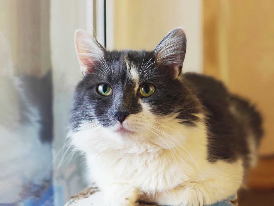 Арчі - врятований котик, готовий дарувати любов! 1рік кіт кошеня кішка