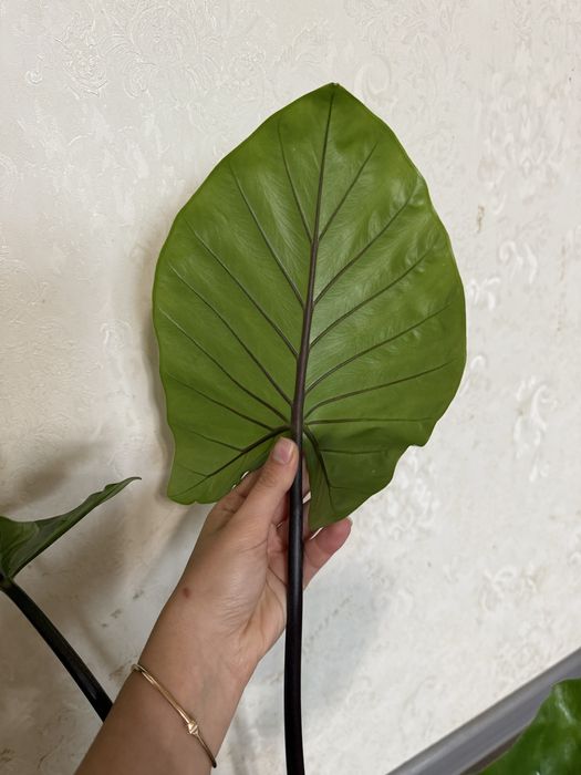 Алоказія Юкатан Принцесс, Блек Кобра алоказия