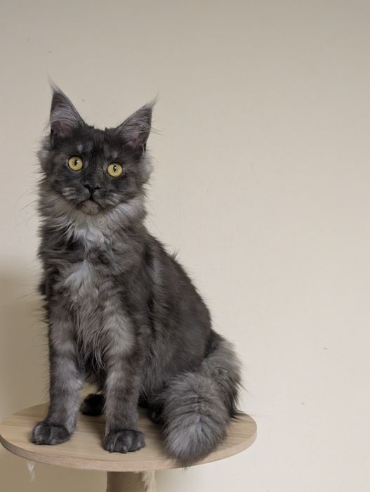 Cleo czarna dymna kotka Maine Coon Zapraszamy