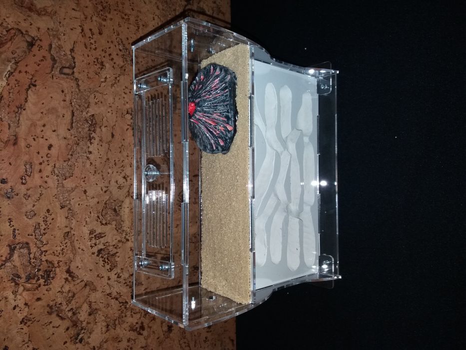 Муравей жнец формикарий (муравьиная ферма)