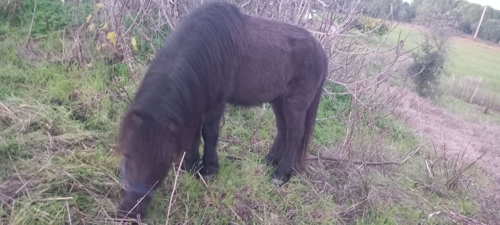 Poney preto bem engatado e montado mansinho
