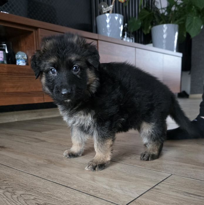 Owczarek niemiecki długowłosy