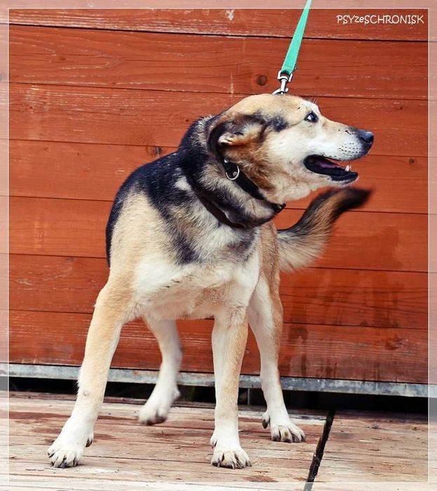 Boguś - cudowny kundelek chce dać Ci swoje serce