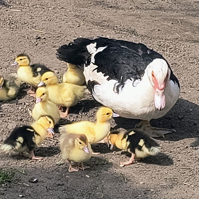 Młode kaczki francuskie