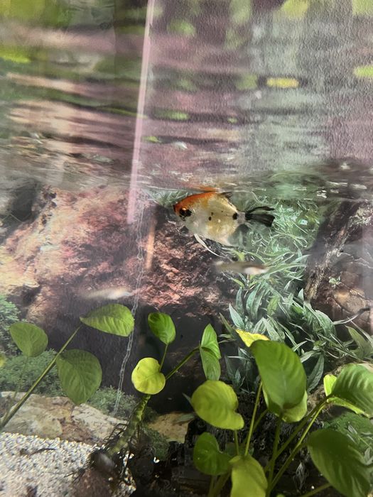 Pterophyllum scalare
