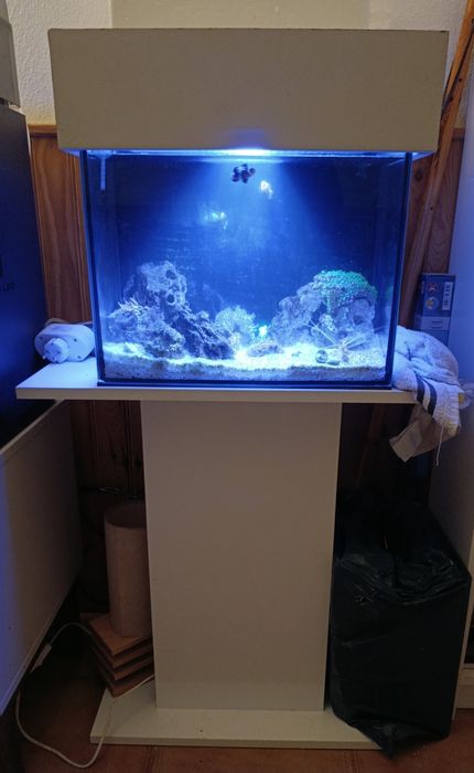 Kit aquário água salgada