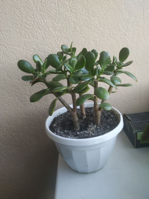 Продам крассулу, толстянку