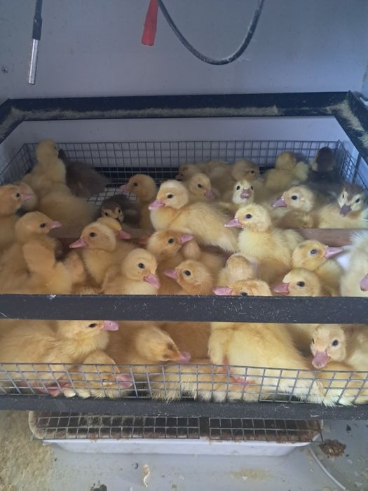 Індокачки, мускусні качки